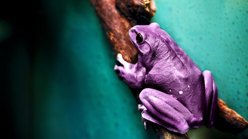 Лягушка Nasikabatrachus sahyadrensis