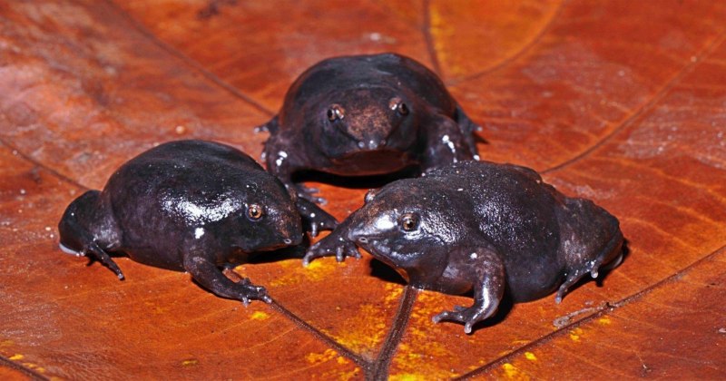 Лягушка Nasikabatrachus sahyadrensis