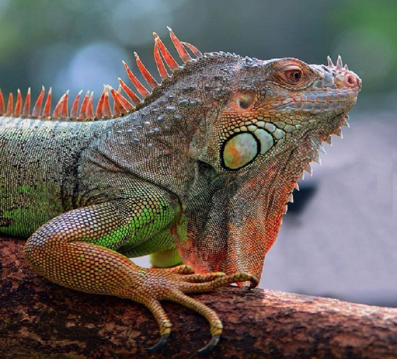 Игуана обыкновенная ( Iguana Iguana)