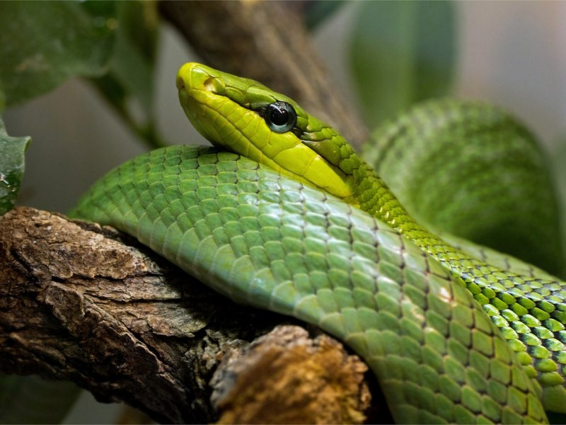 Green Mamba змея