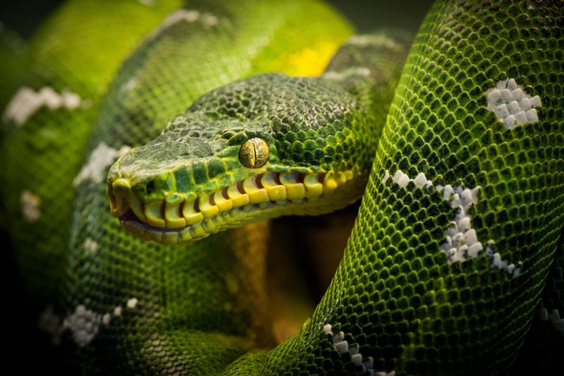 Atheris Desaixi