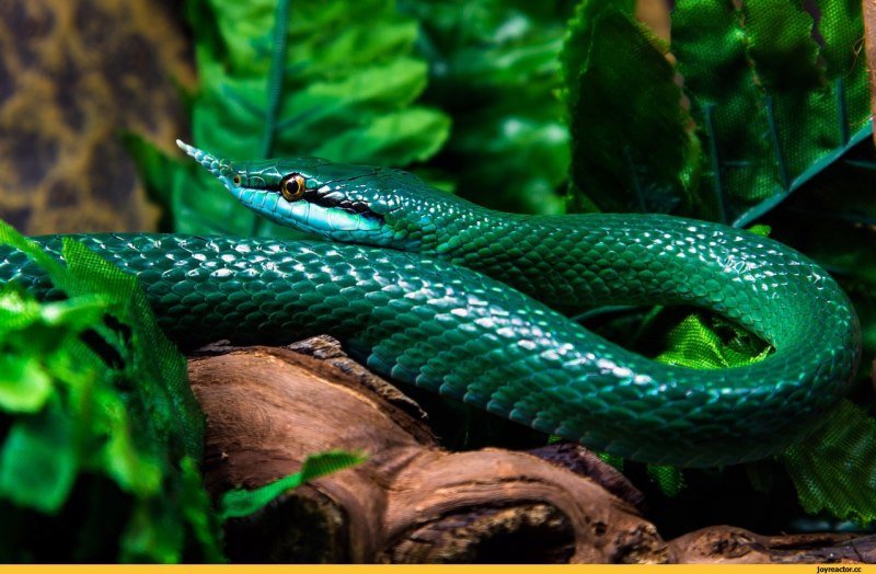 Yellow blotched Palm-Pit Viper