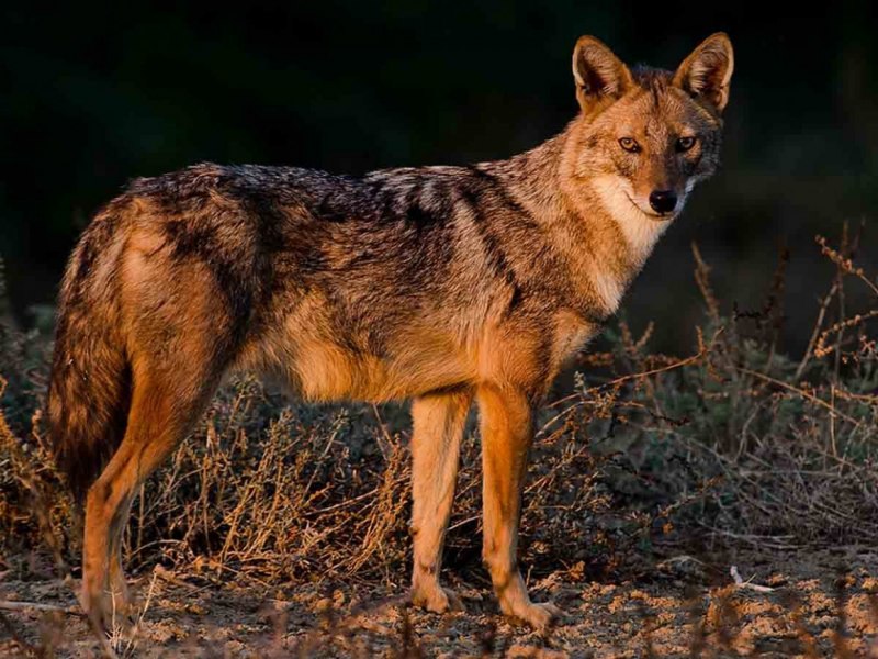 Canis Lupus Campestris