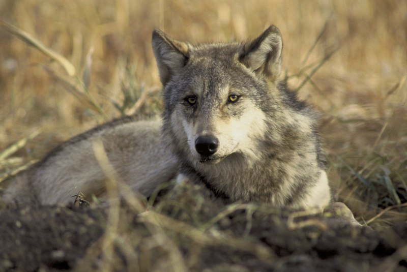 Canis Lupus Campestris