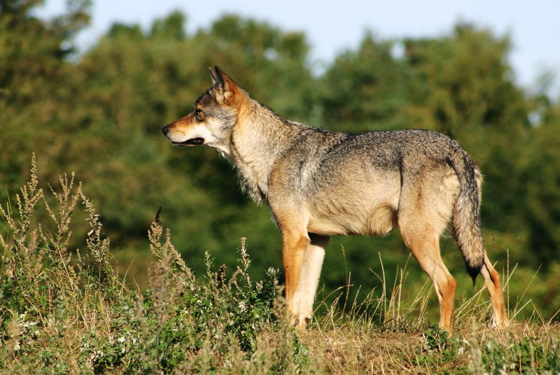 Canis Lupus Campestris