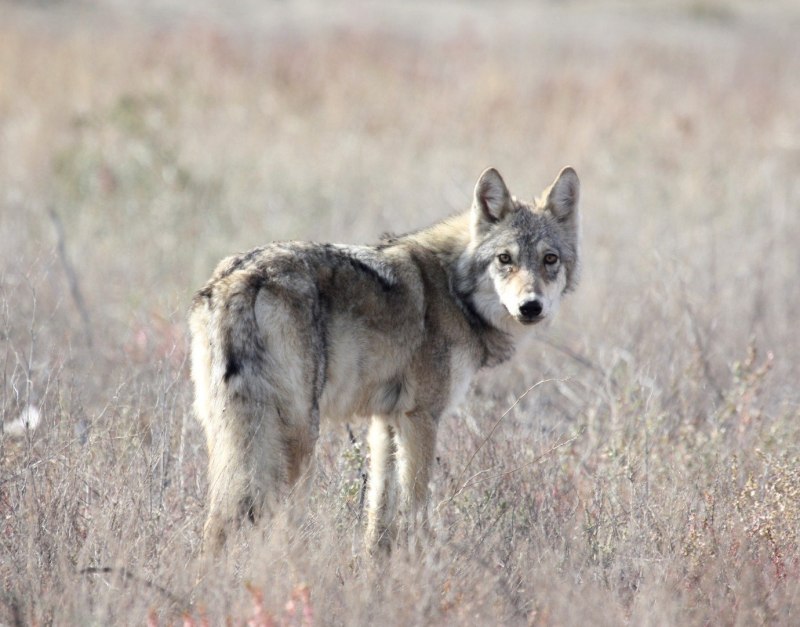 Волк (лат. Canis Lupus)