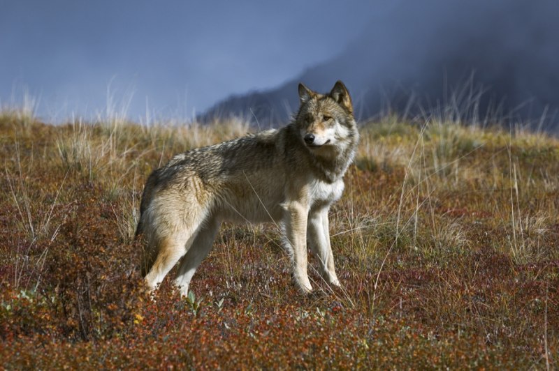 Тундровый волк canis Lupus Albus