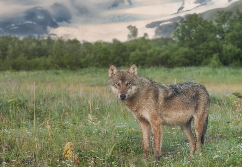 Canis Lupus Campestris