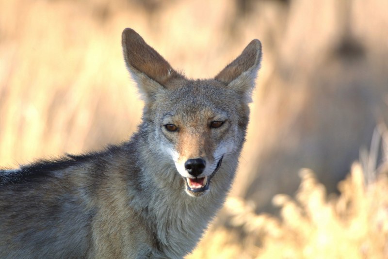 Canis Lupus Campestris