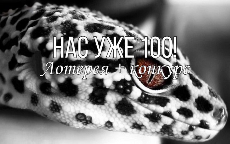 Ящерица геккон эублефар