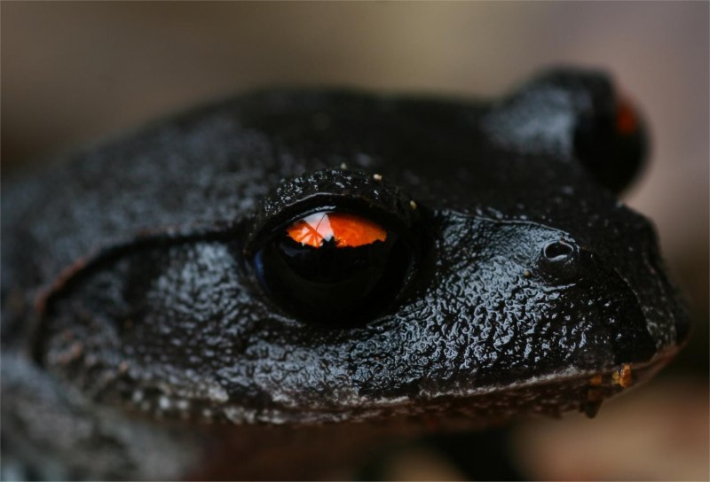 Чёрный эублефар Black Night