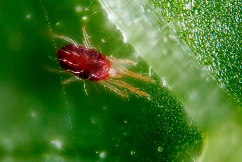 Tetranychus urticae