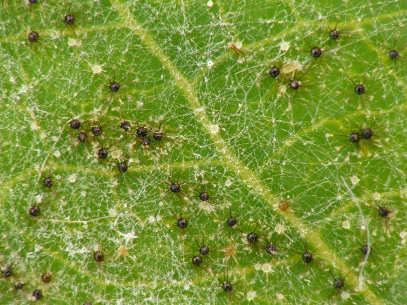Tetranychus urticae
