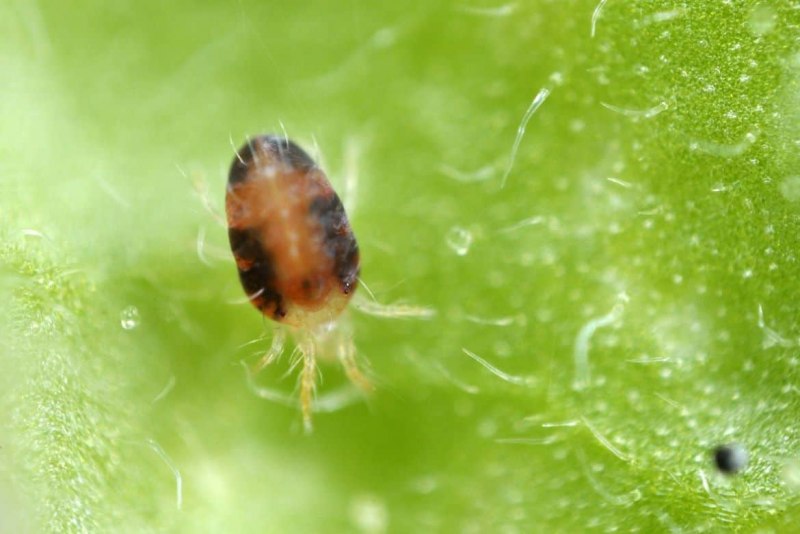 Обыкновенный паутинный клещ Tetranychus urticae