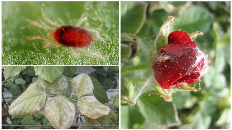Spider Mite Cannabis