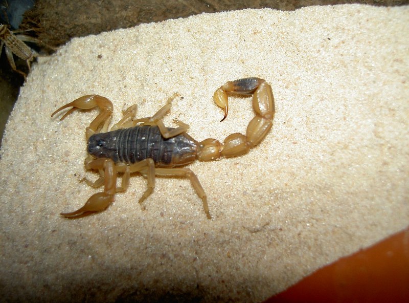 Mesobuthus martensii