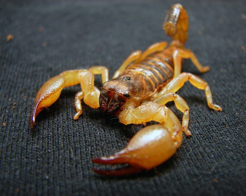 Heterometrus cyaneus