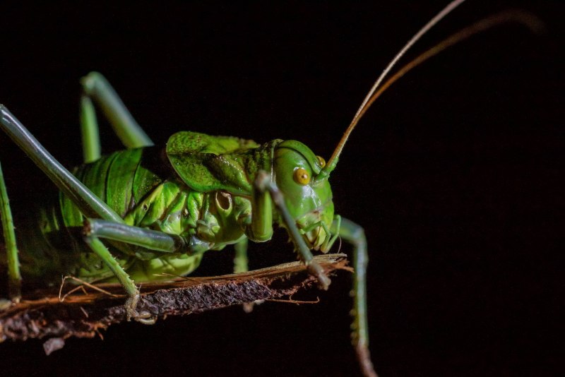 Acheta domesticus домовый сверчок