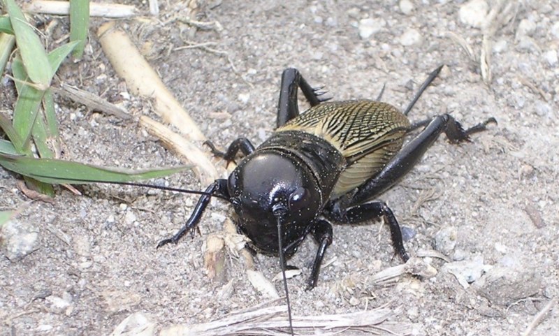 Gryllus Campestris