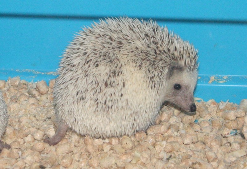 Ноги ежика