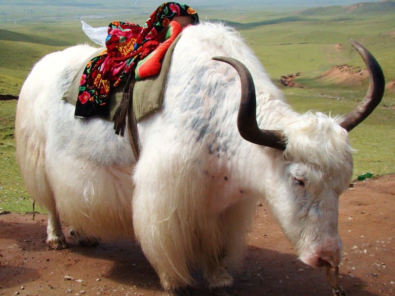 Белый буйвол