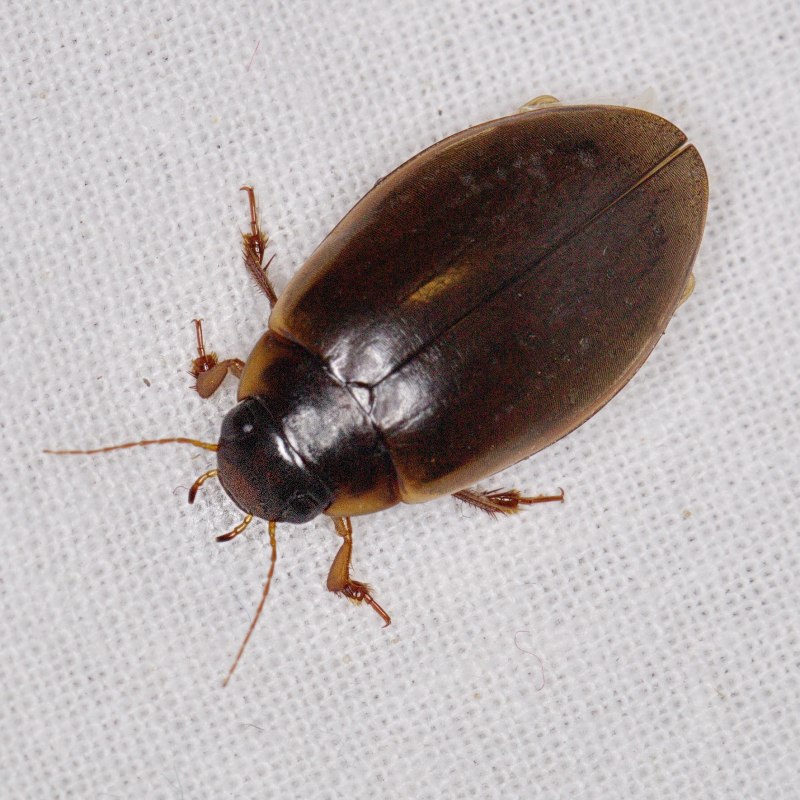 Cybister lateralimarginalis