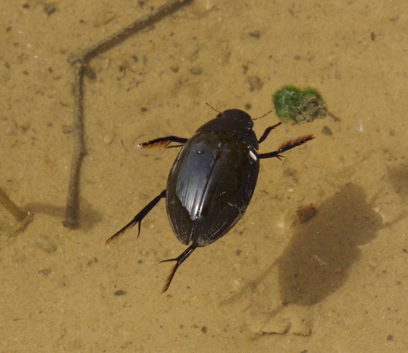Dytiscus dimidiatus Жук плавунец