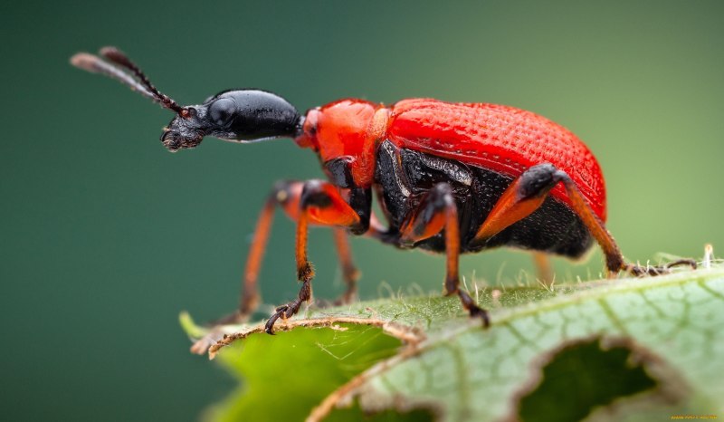 Божья коровка Harmonia axyridis