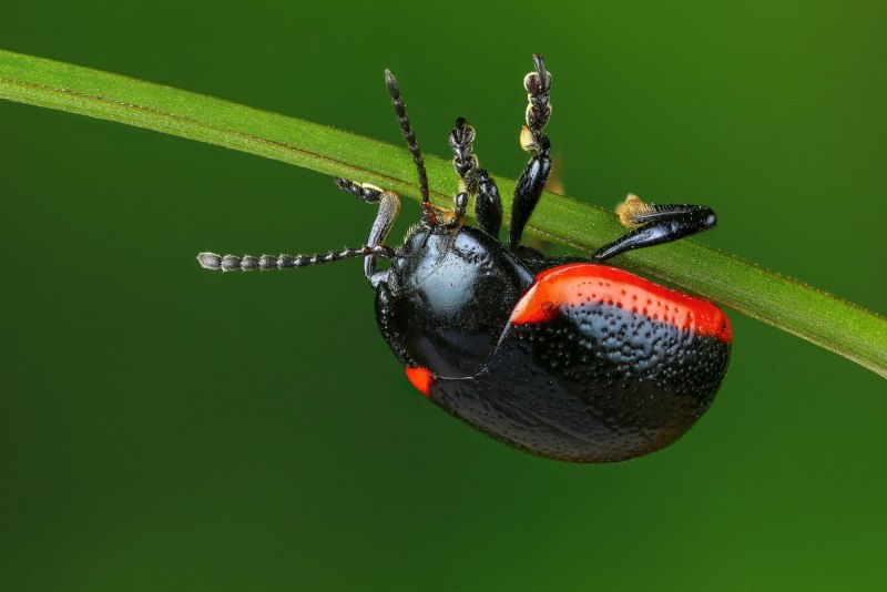 Жук Chrysolina cerealis