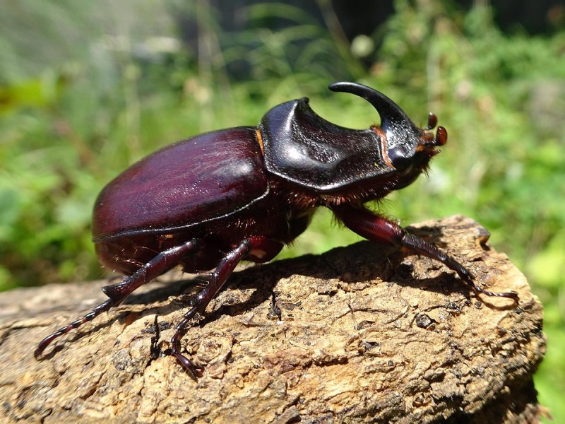 Ladybug Божья коровка