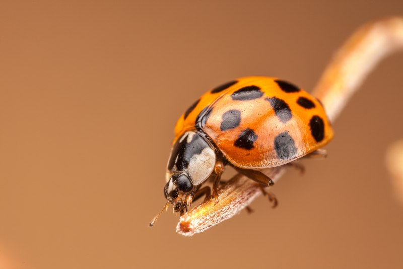 Eupholus Linnei