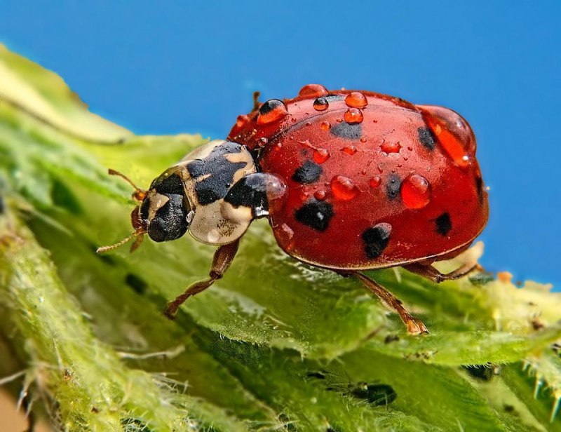 Chrysolina gypsophilae