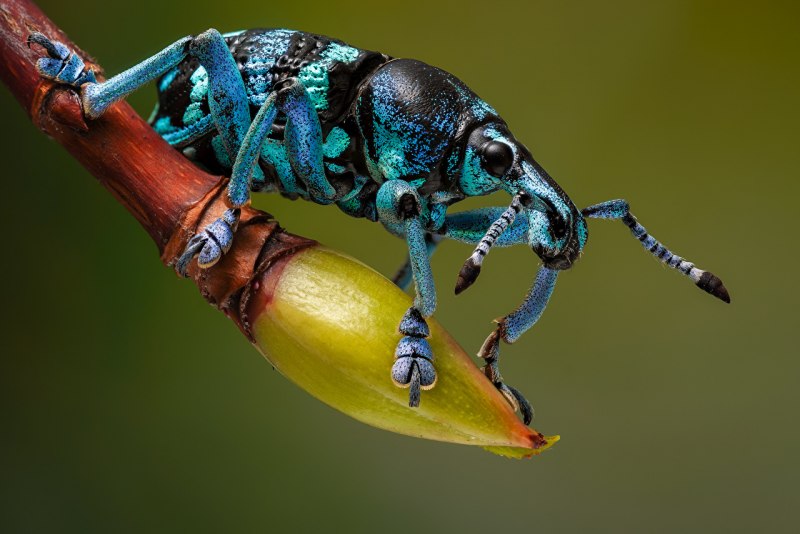 Жук нарывник. (Meloidae)
