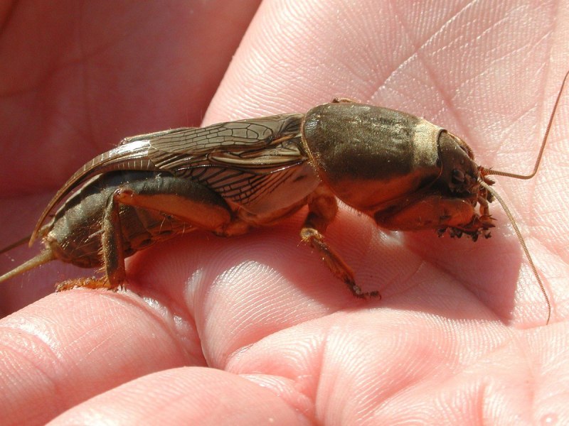 Gryllotalpa Gryllotalpa медведка
