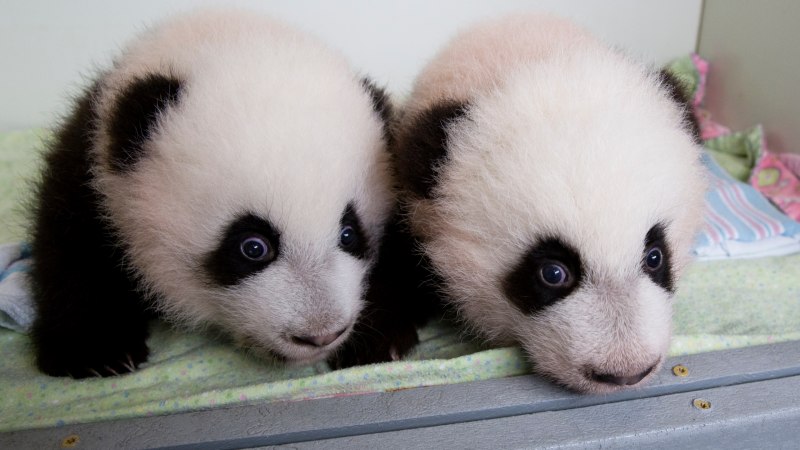 Panda Berlin Black