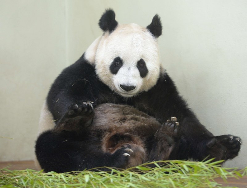 Беременная панда (65 фото)