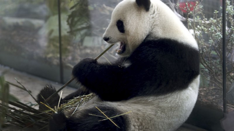 Panda bites