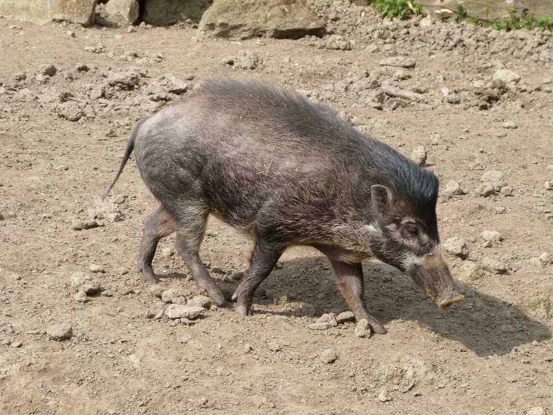 Visayan warty Pig
