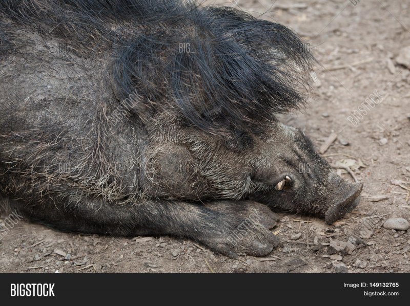 Warty Pig