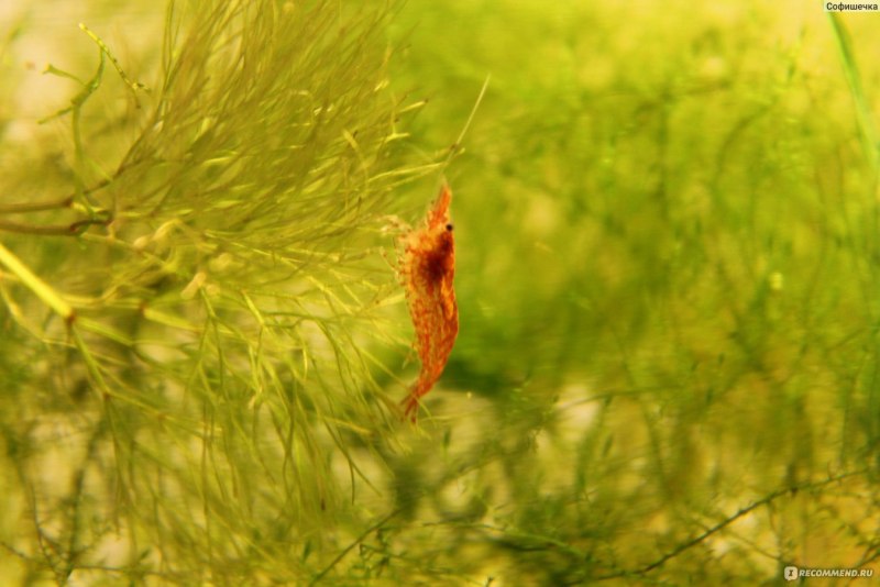 Caridina CF. Spongicola