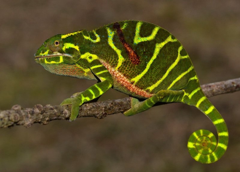 Plestiodon laticeps
