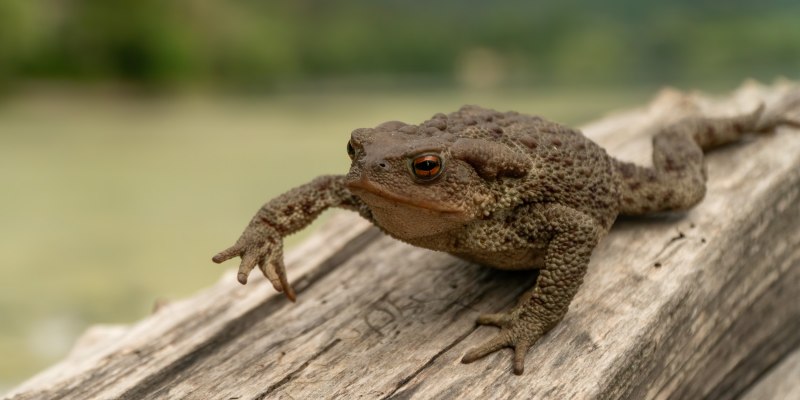 Живородящая ящерица (Lacerta vivipara)