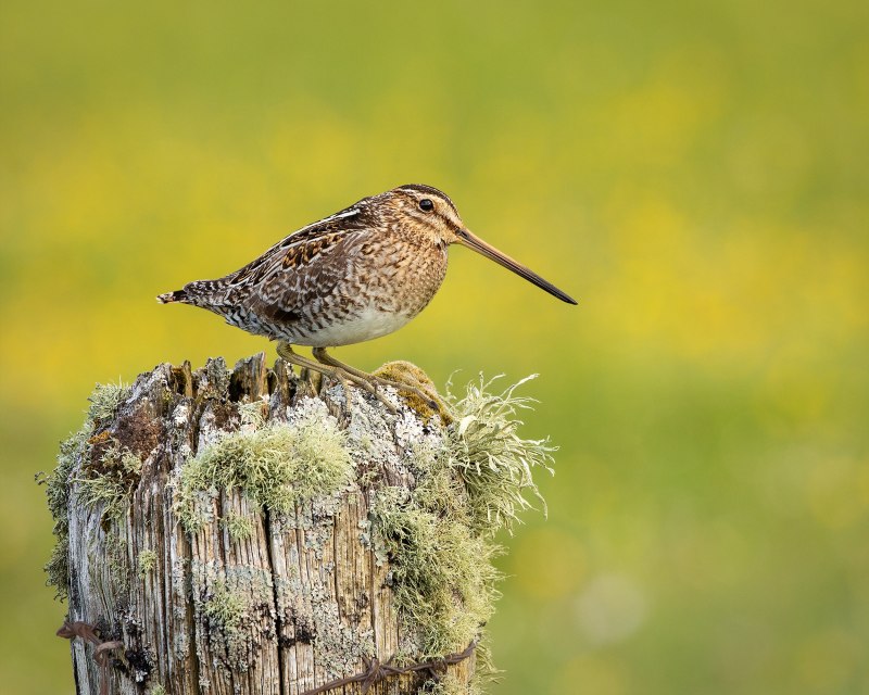 Бекас – Gallinago Gallinago