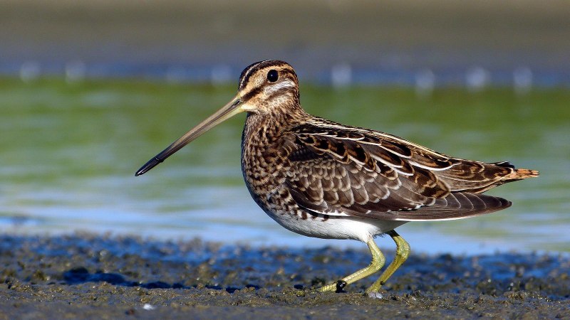 Gallinago Coelestis