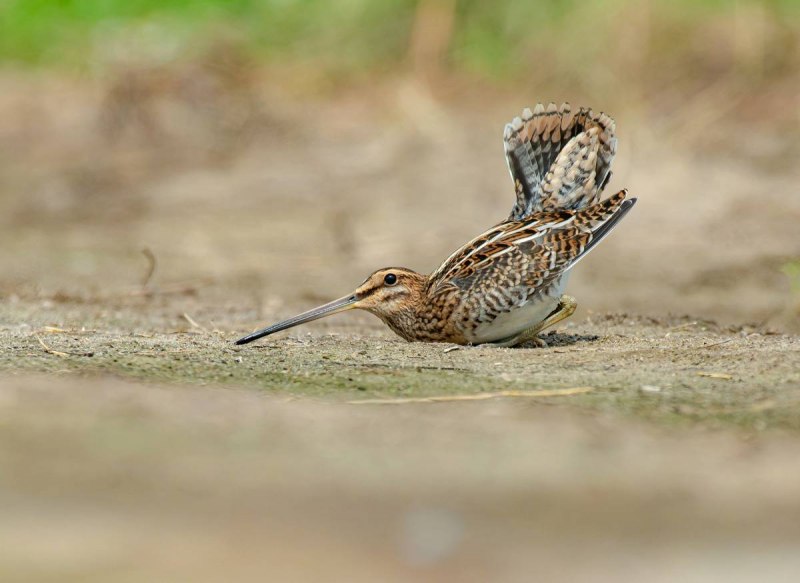 Кордильерский Бекас