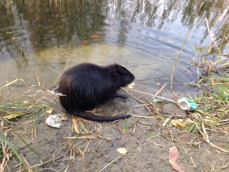 Водяная крыса черная (68 фото)