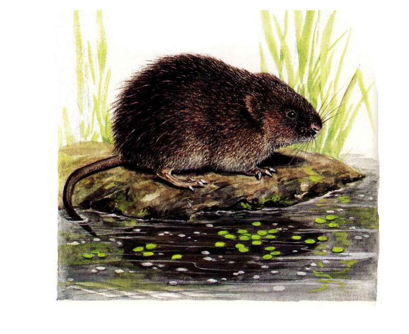 Водяная крыса