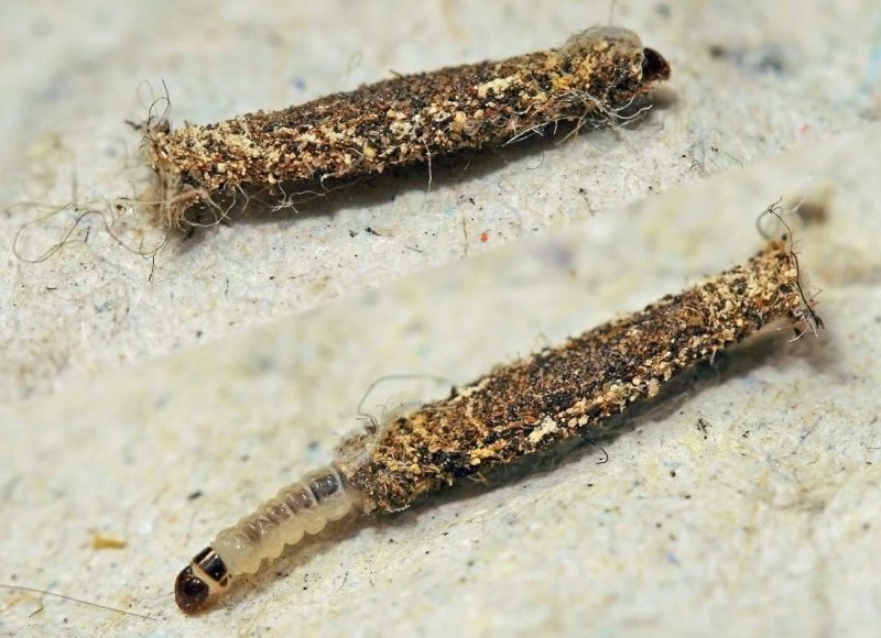 Личинки моли семейства Dalceridae