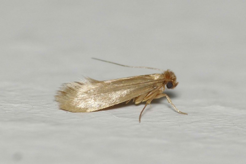 Galleria mellonella личинка