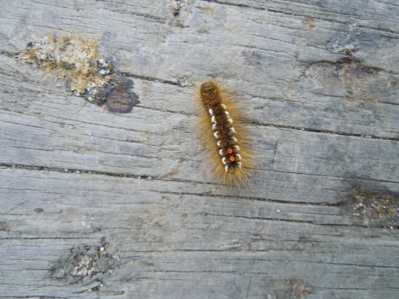 Pink underwings Moth